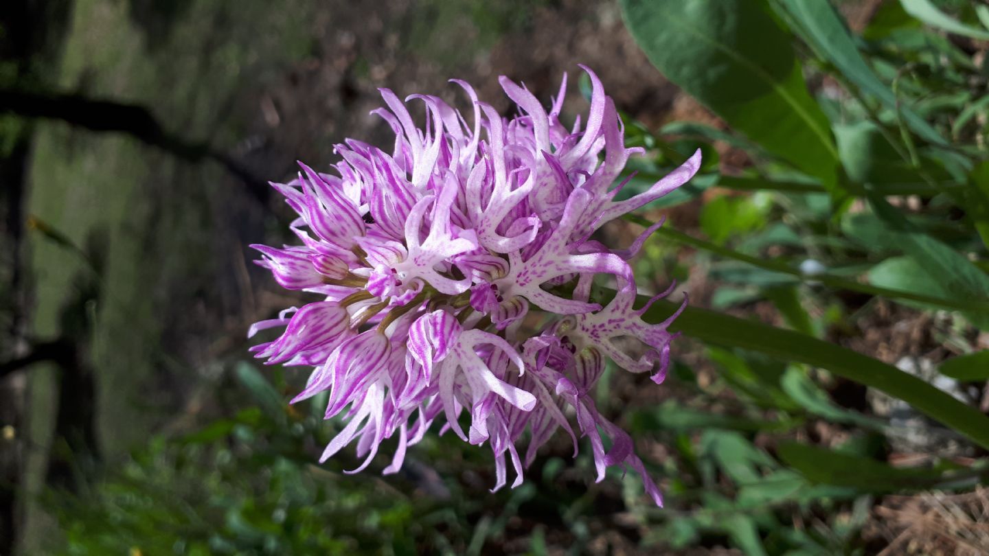 Orchis italica