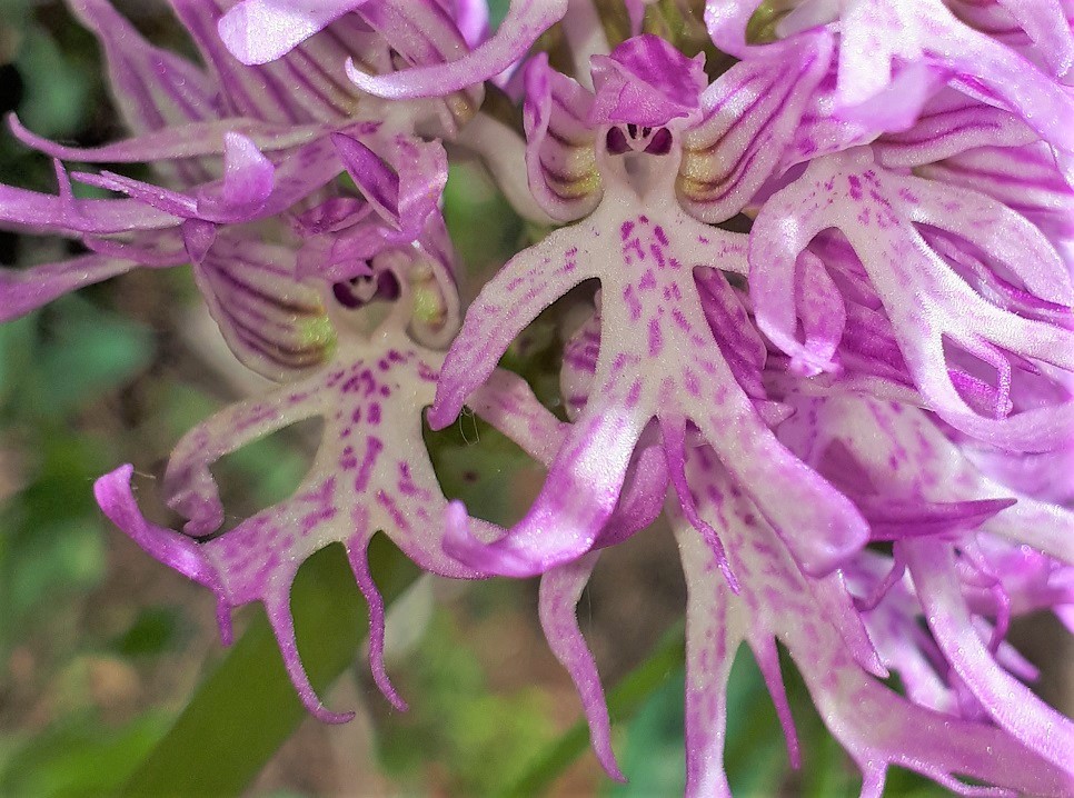 Orchis italica