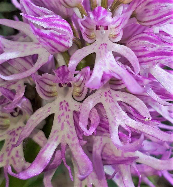 Orchis italica