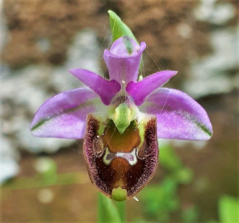Ophrys da identificare