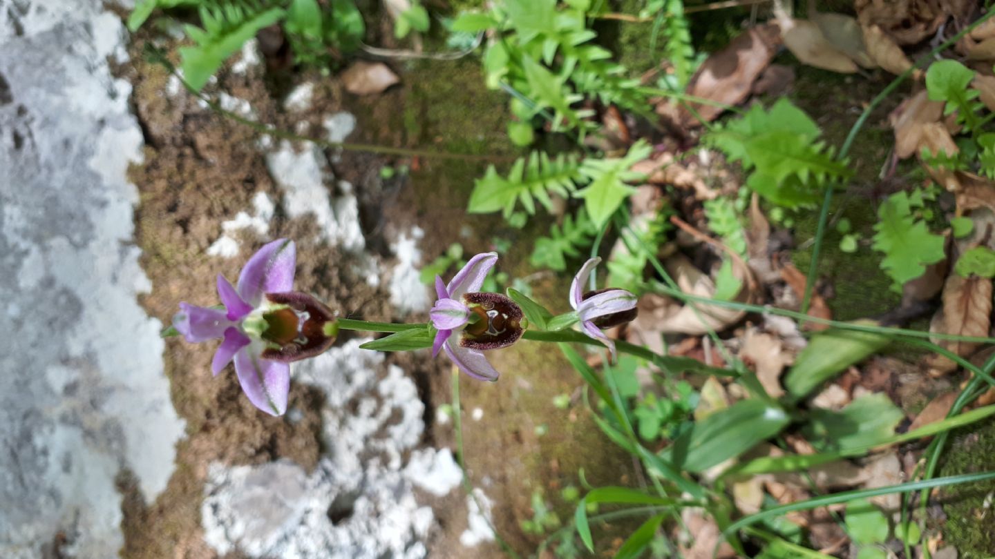 Ophrys da identificare