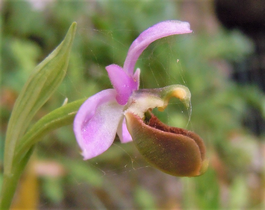 Ophrys da identificare
