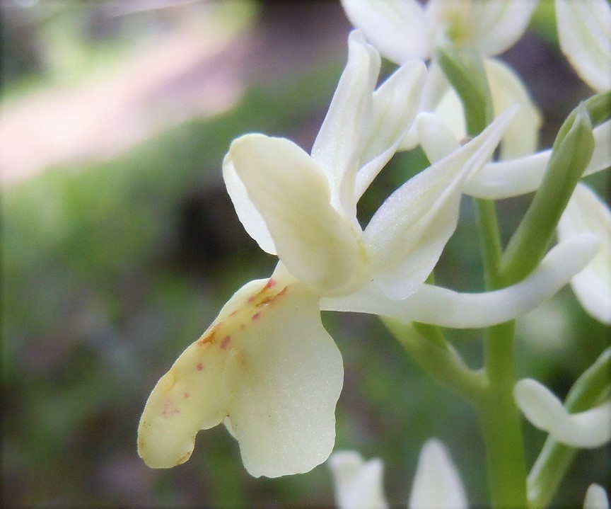 Orchis provincialis?