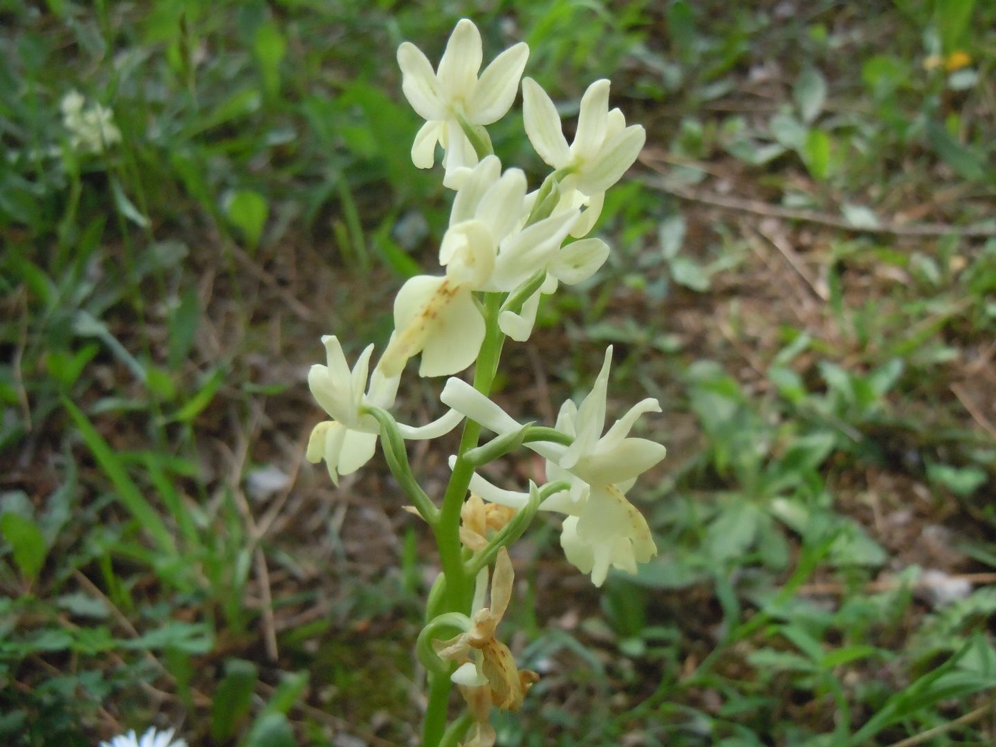 Orchis provincialis?