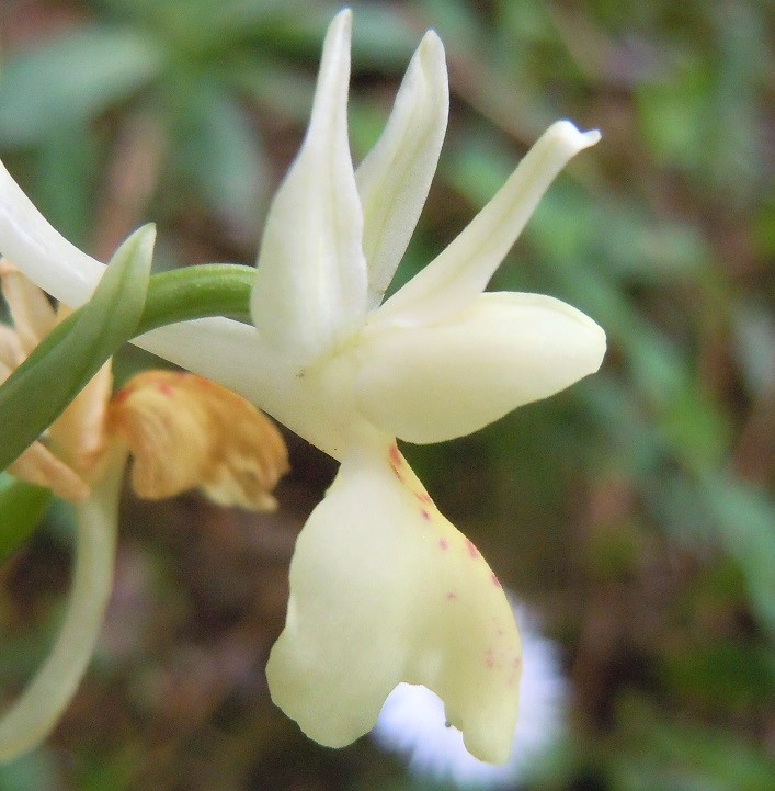 Orchis provincialis?