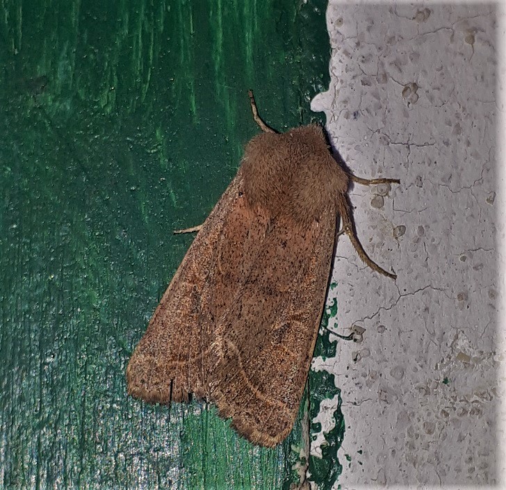 Orthosia cerasi? S