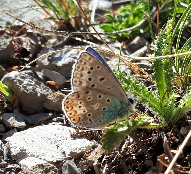 Polyommatus icarus? S