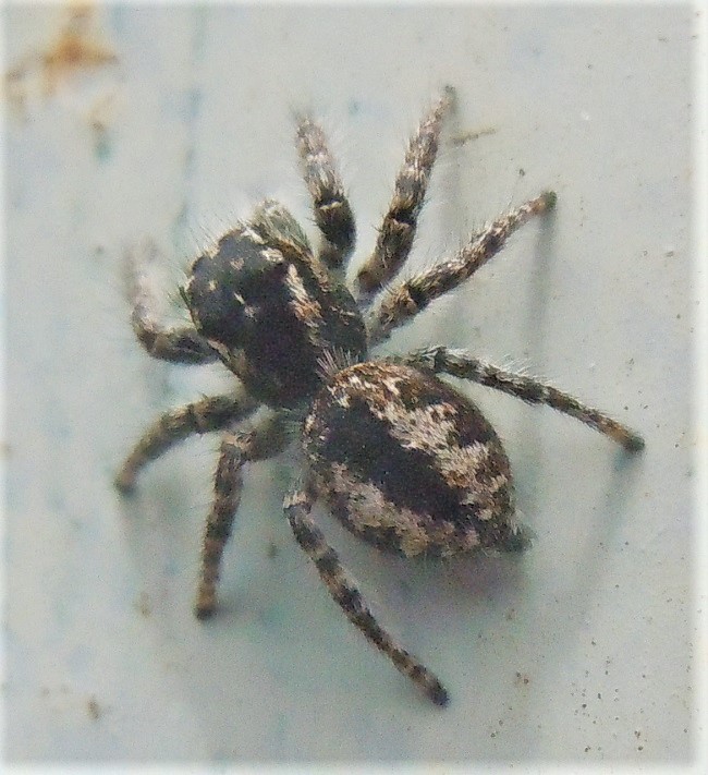 Carrhotus xanthogramma? No, Philaeus chrysops, femmina