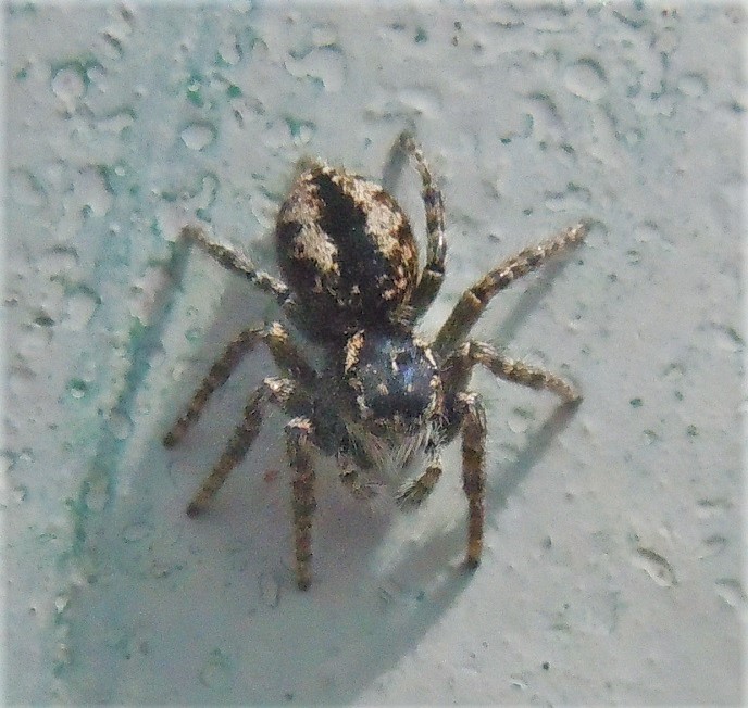 Carrhotus xanthogramma? No, Philaeus chrysops, femmina