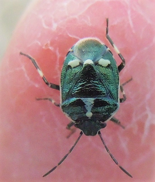 Pentatomidae: Eurydema oleracea