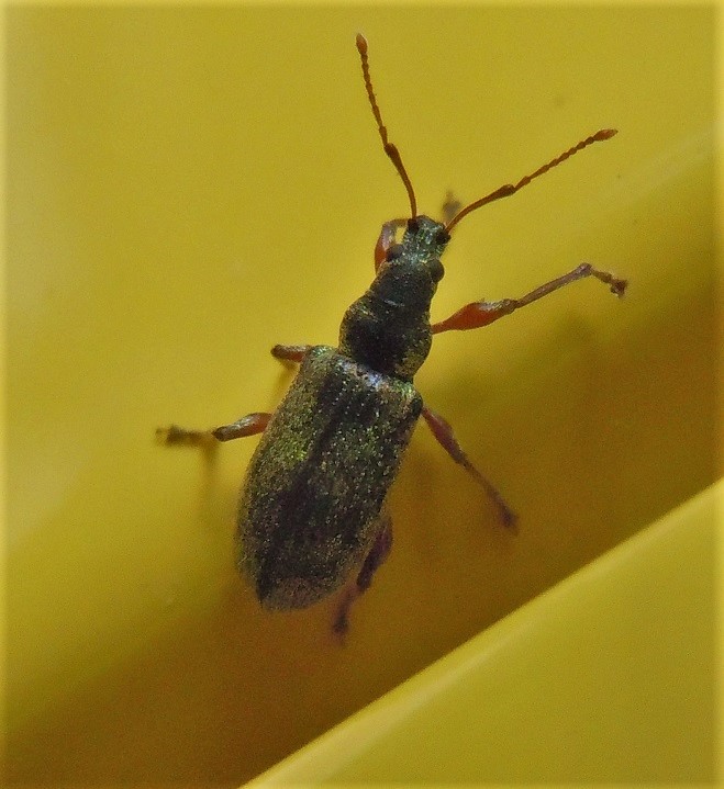 Phyllobius? S, P. longipilis o P. etruscus