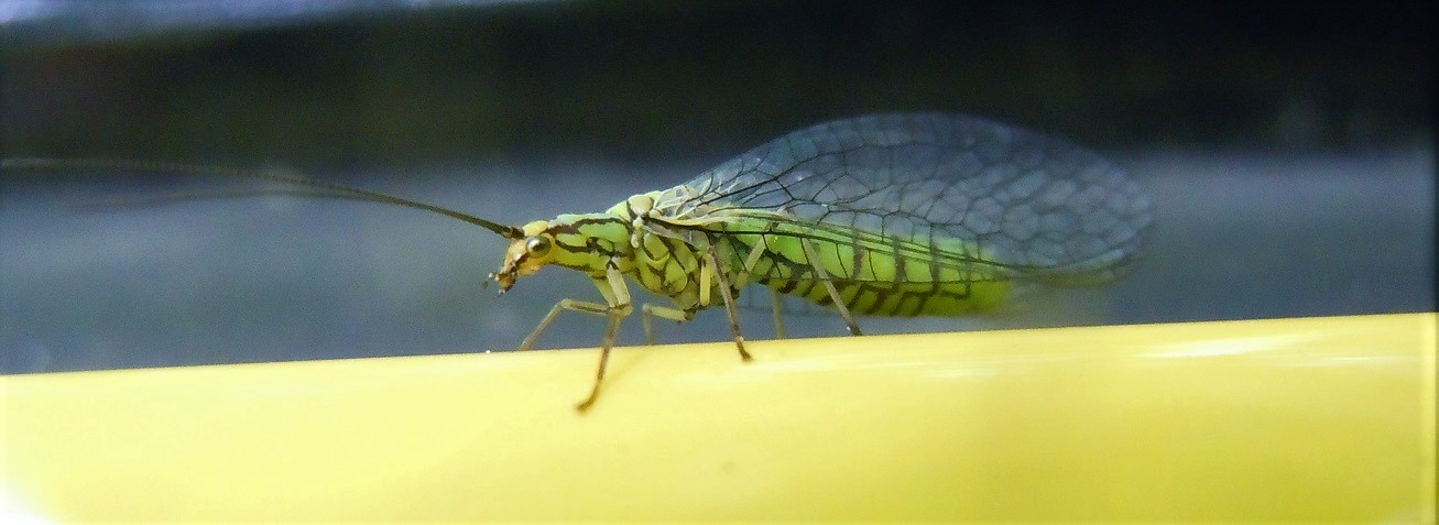 Hypochrysa elegans