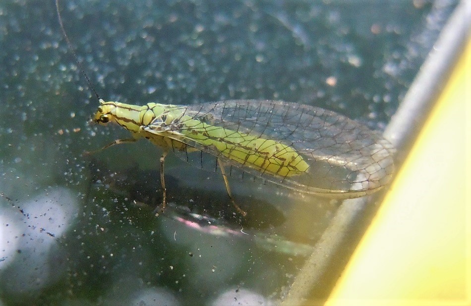 Hypochrysa elegans