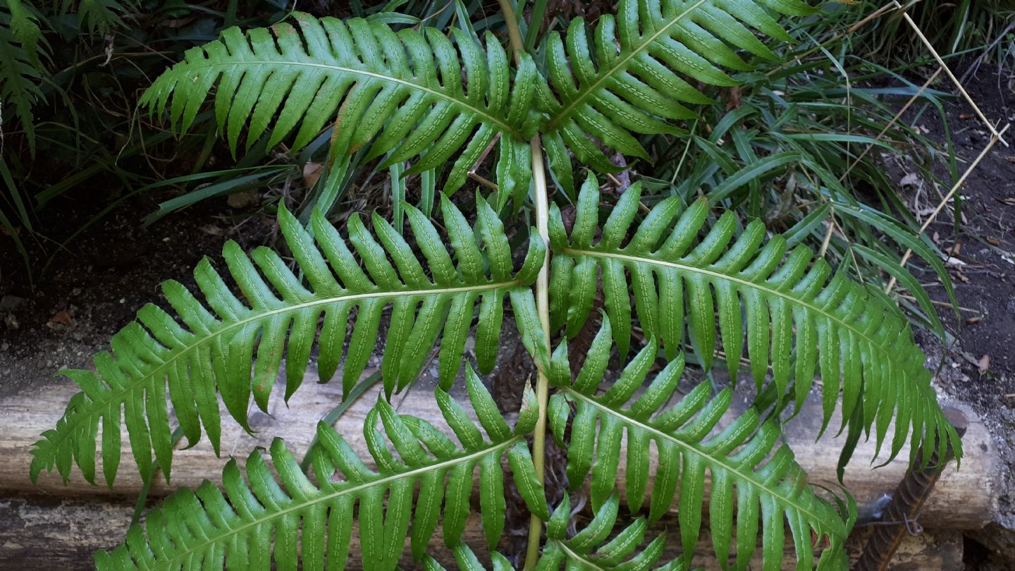 Woodwardia radicans - Felce bulbifera