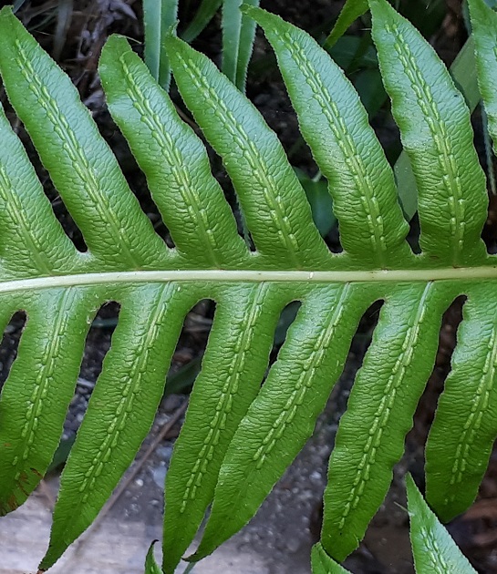 Woodwardia radicans - Felce bulbifera