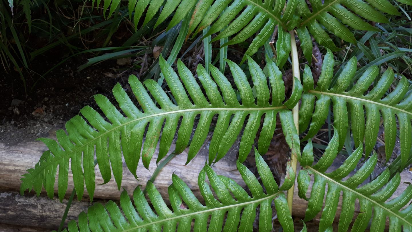 Woodwardia radicans - Felce bulbifera