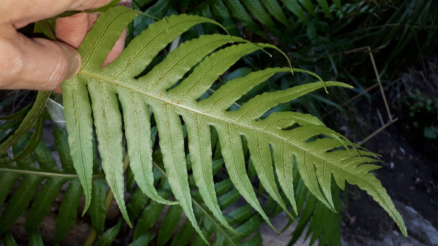 Woodwardia radicans - Felce bulbifera