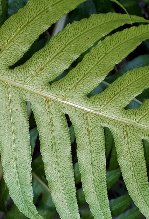 Woodwardia radicans - Felce bulbifera