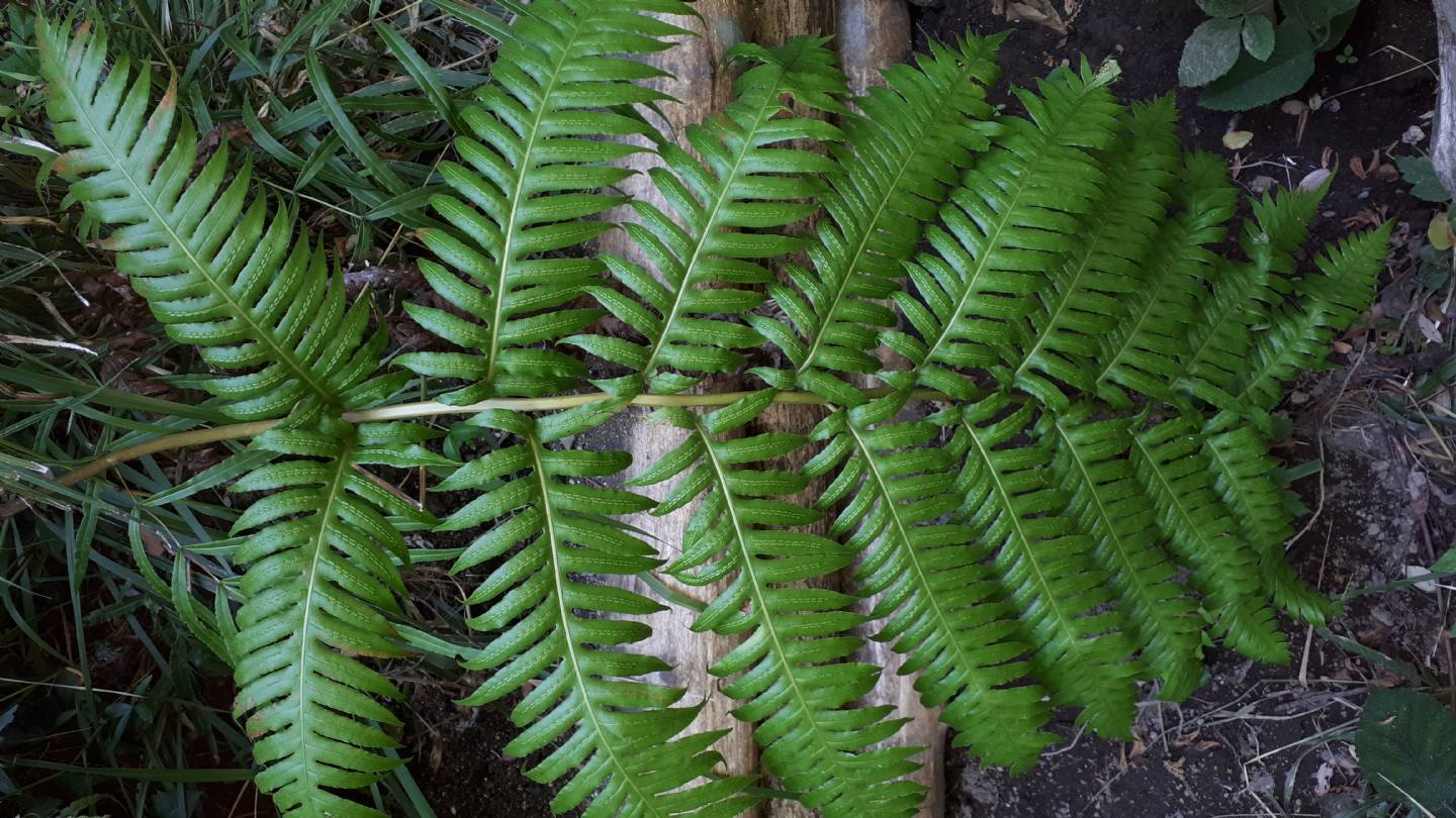 Woodwardia radicans - Felce bulbifera