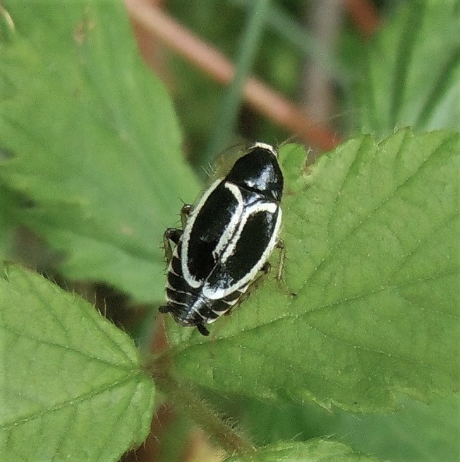 Phyllodromica marginata