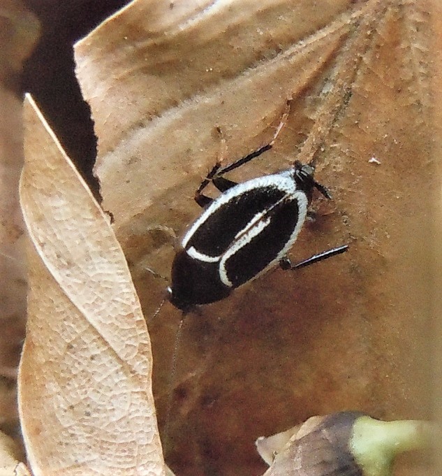 Phyllodromica marginata