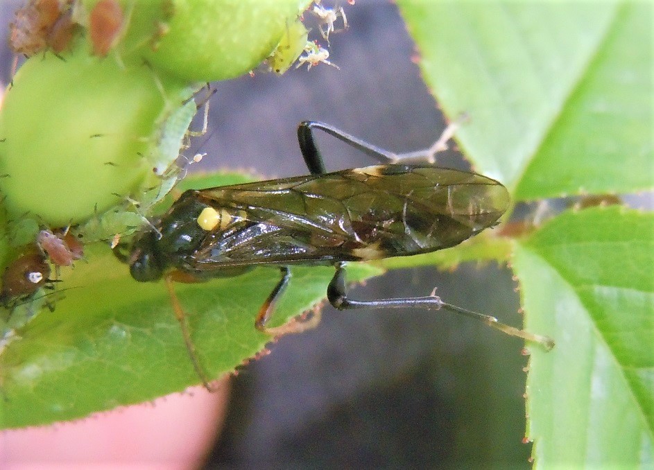 Tenthredinidae? s, Tenthredopsis sp.