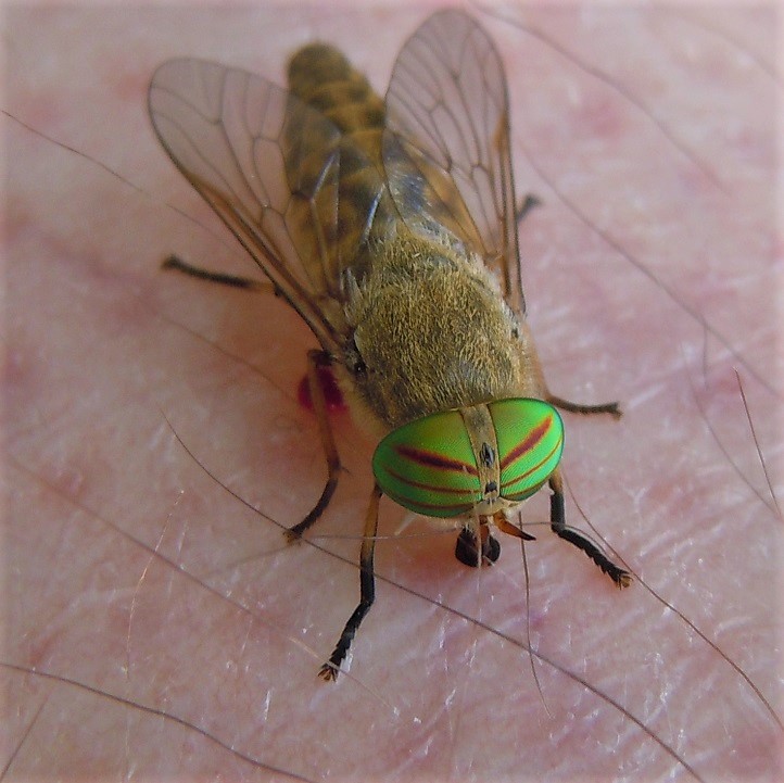 Tabanus tergestinus? No, Tabanus promesogaeus, femmina