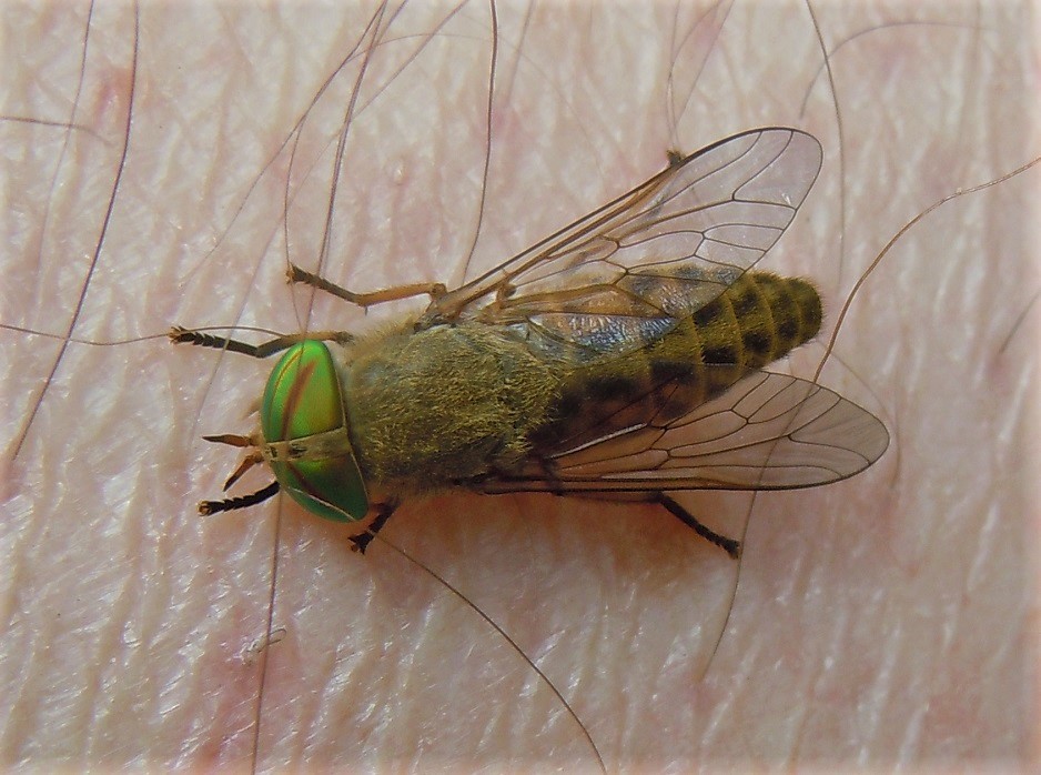 Tabanus tergestinus? No, Tabanus promesogaeus, femmina