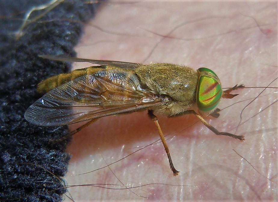 Tabanus tergestinus? No, Tabanus promesogaeus, femmina