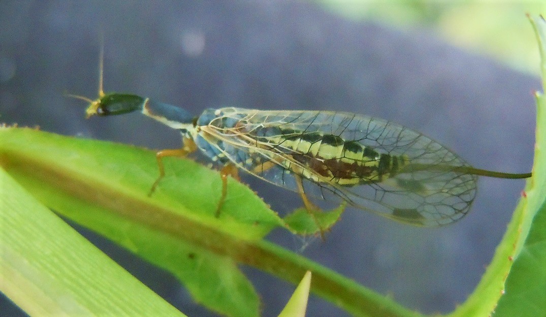 Ornatoraphidia flavilabris (cfr.)