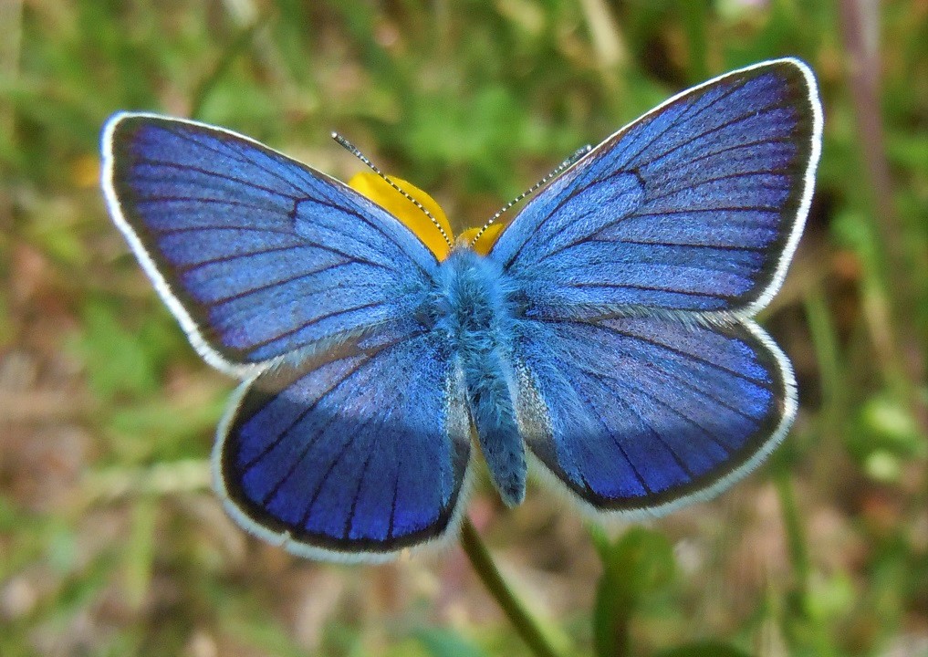 Lycaenidae: Cyaniris semiargus