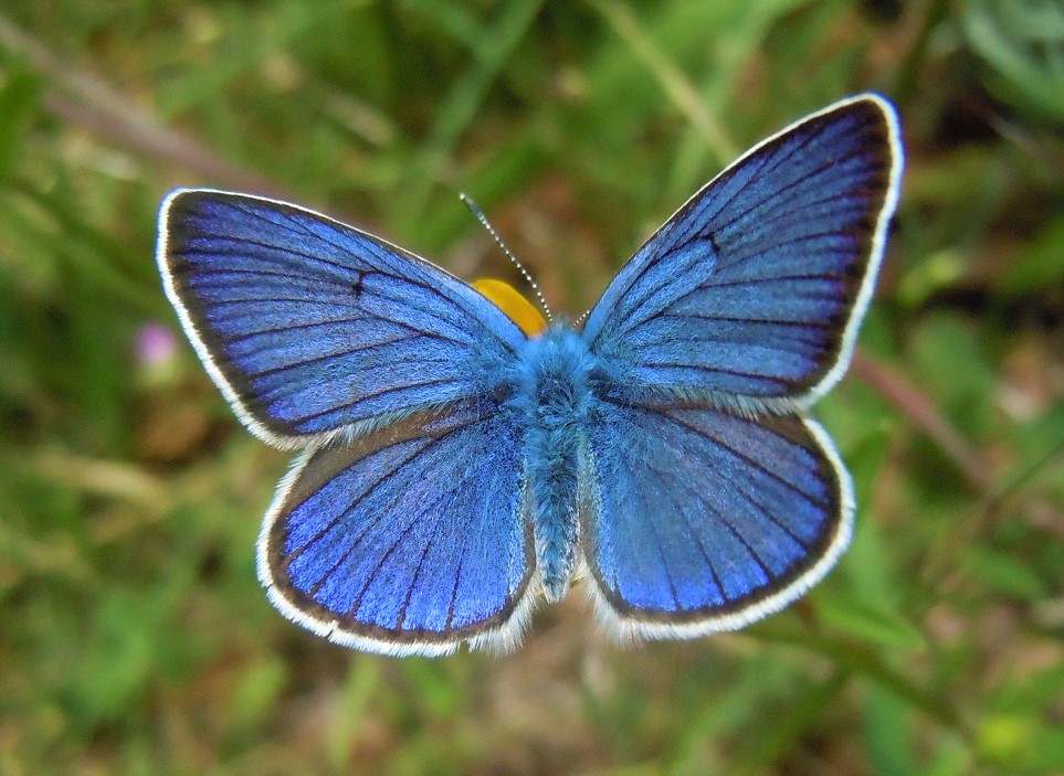 Lycaenidae: Cyaniris semiargus