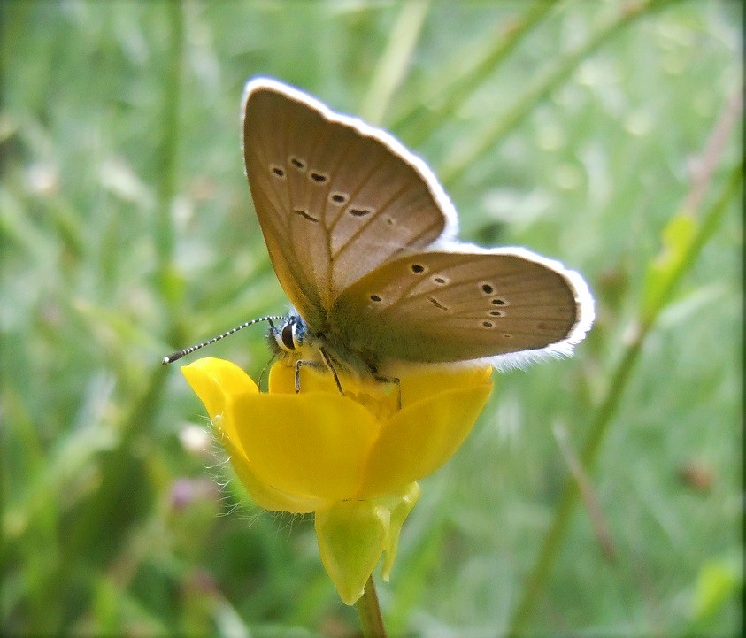 Lycaenidae: Cyaniris semiargus