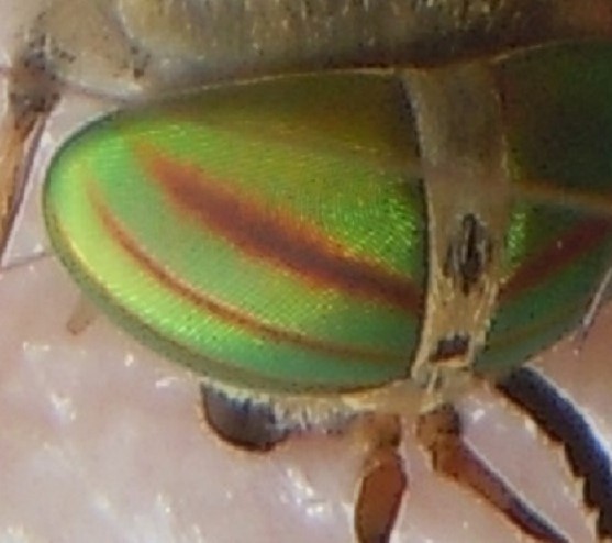 Tabanus tergestinus? No, Tabanus promesogaeus, femmina