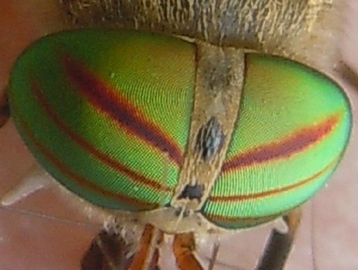 Tabanus tergestinus? No, Tabanus promesogaeus, femmina