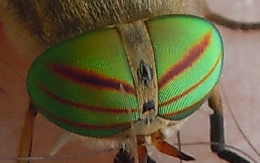 Tabanus tergestinus? No, Tabanus promesogaeus, femmina