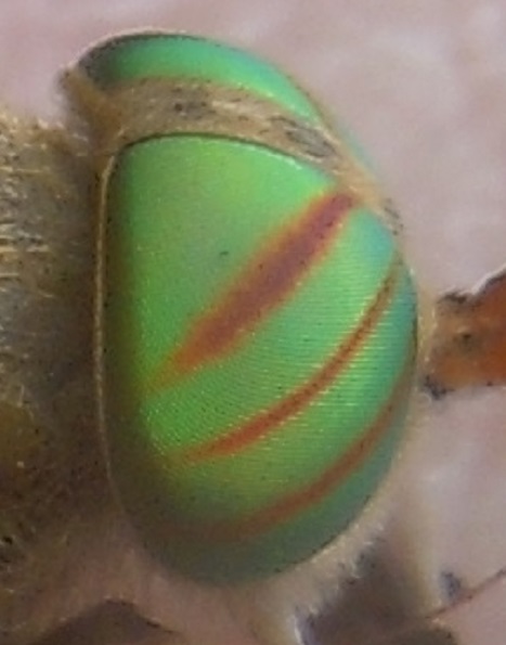 Tabanus tergestinus? No, Tabanus promesogaeus, femmina