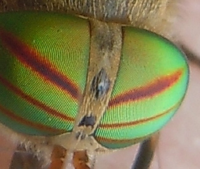 Tabanus tergestinus? No, Tabanus promesogaeus, femmina