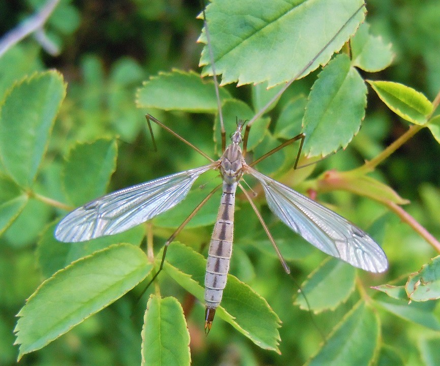 Tipula sp. femmina