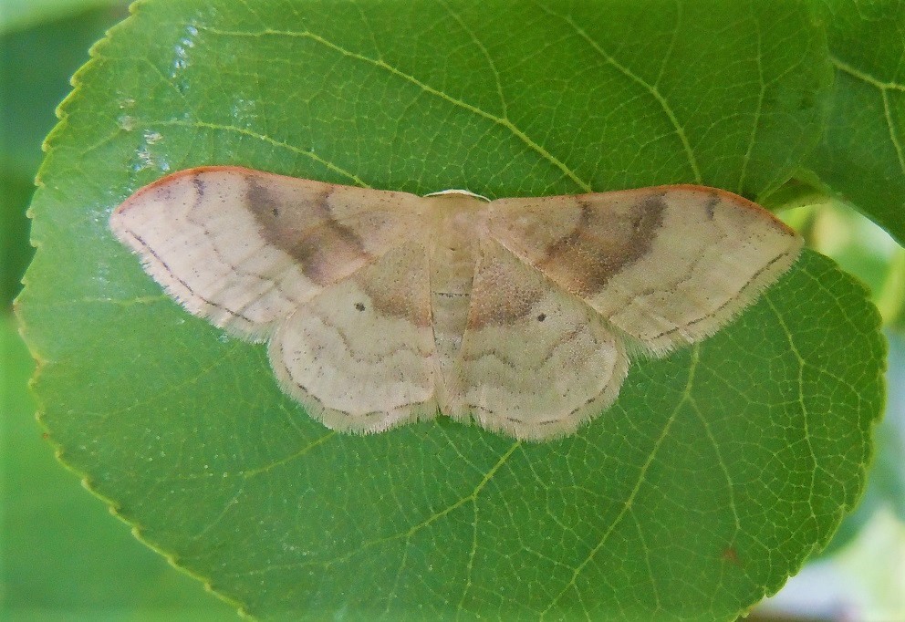 Idaea degeneraria? S