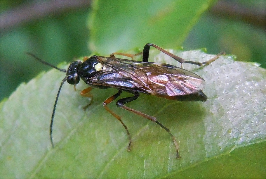 Tenthredopsis ? S.