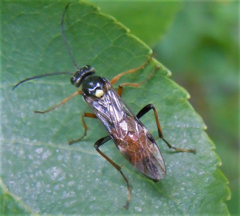 Tenthredopsis ? S.