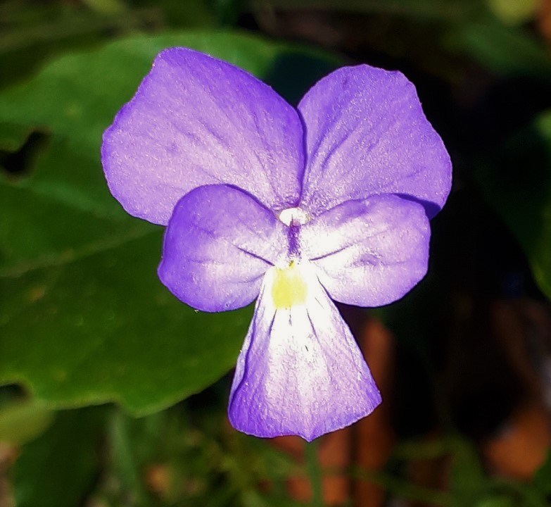 Viola pseudogracilis subsp. pseudogracilis?  S