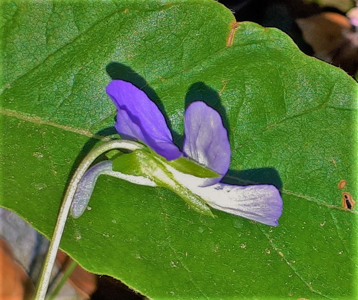 Viola pseudogracilis subsp. pseudogracilis?  Sì