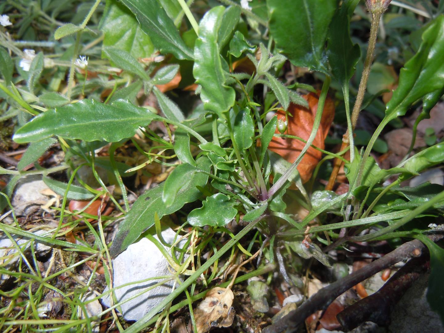 Viola pseudogracilis subsp. pseudogracilis?  S