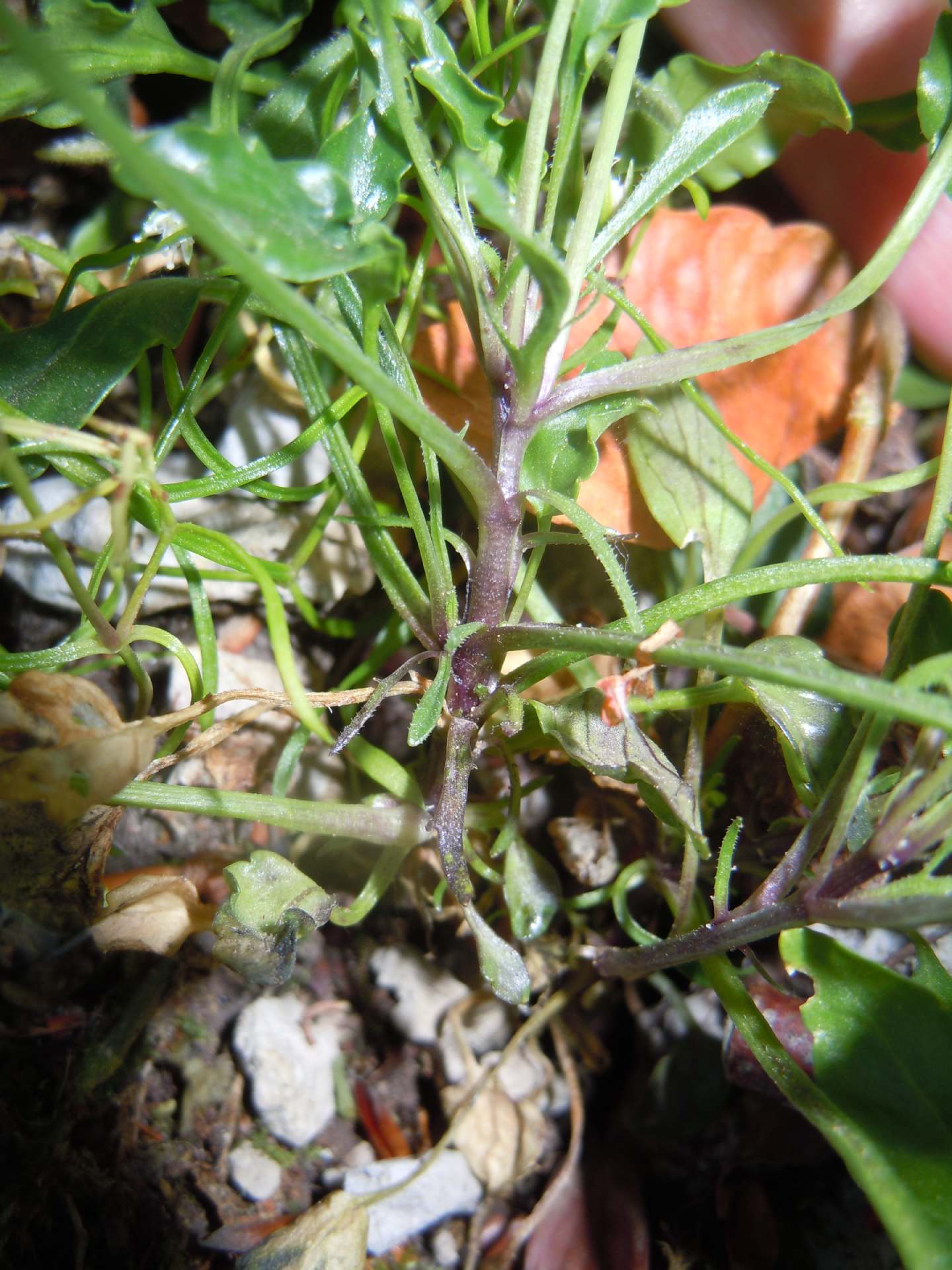 Viola pseudogracilis subsp. pseudogracilis?  Sì