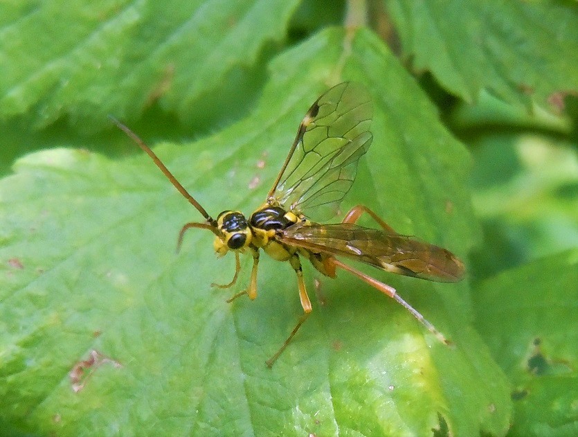 Tenthredinidae? Maschio di Tenthredopsis sp.