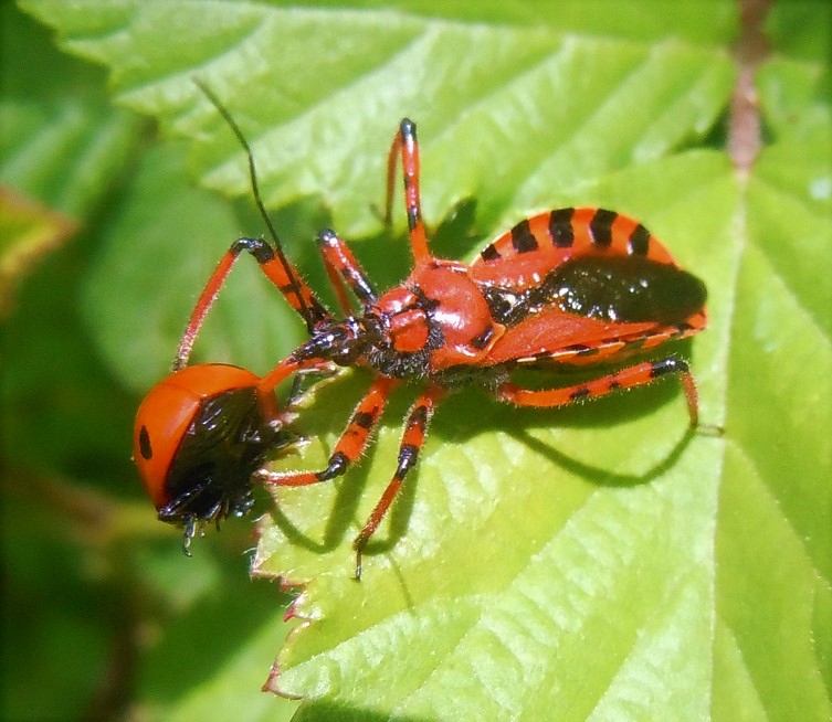 Rhynocoris rubricus (con preda)?