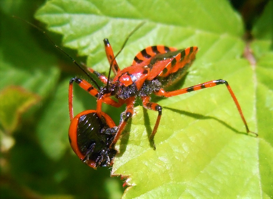 Rhynocoris rubricus (con preda)?