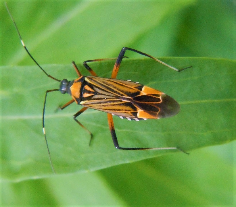 Miris striatus?  S